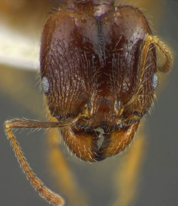 Media type: image;   Entomology 34271 Aspect: head frontal view